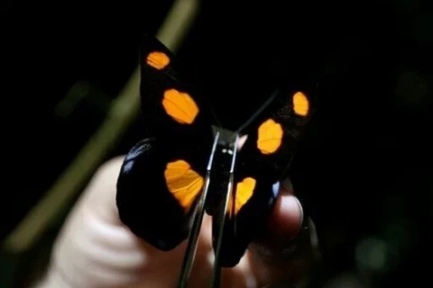 Loài bướm "rất nhạy cảm, ngay cả với những thay đổi nhỏ trong hệ sinh thái." (Nguồn: kulr8)