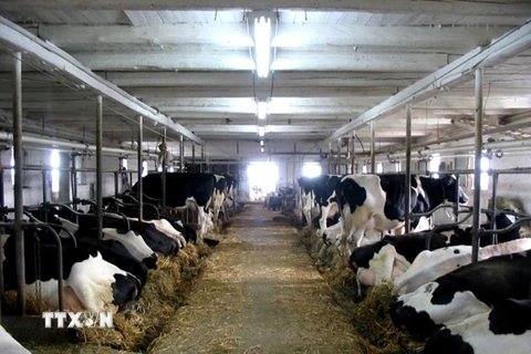 Trang trại nuôi bò sữa ở Canada. (Ảnh: Dairy farmers of Canada/TTXVN)