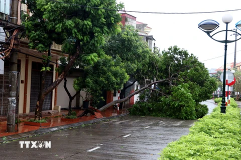 Gió mạnh khiến cây xanh trên phố Bùi Thị Xuân, thành phố Hải Dương bật gốc, đổ chắn ngang đường. (Ảnh: Mạnh Tú/TTXVN)