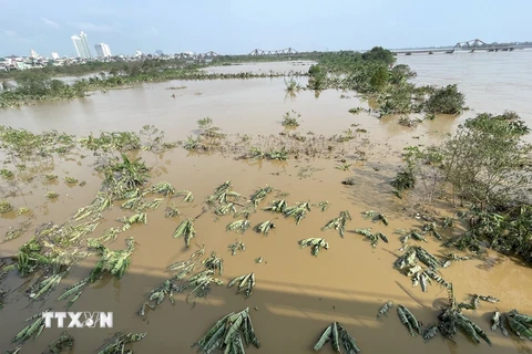 Nước sông Hồng đang rút, bãi giữa sông dần "hiện hình" trở lại sau nhiều ngày chìm trong nước (ảnh chụp 8h15, ngày 13/9/2024). (Ảnh: Minh Quyết/TTXVN)