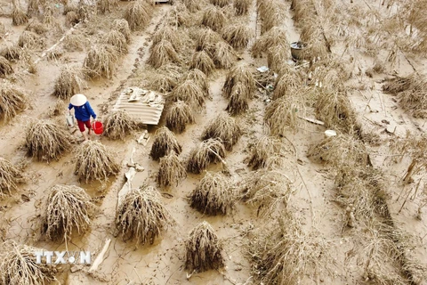 Ngập nước lâu ngày khiến nhiều diện tích trồng đào làng Phú Thượng chết do thối rễ. (Ảnh: Hoàng Hiếu/TTXVN)