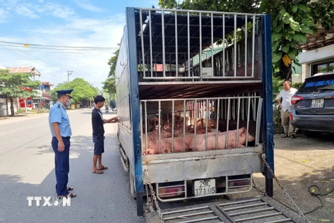 Đoàn Kiểm tra liên ngành cơ động của tỉnh Thái Nguyên kịp thời phát hiện, tiêu hủy gần 8 tạ lợn đã chết và có biểu hiện mắc bệnh. (Ảnh: Thu Hằng/TTXVN)