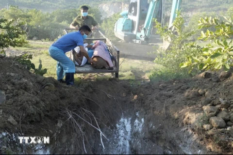 Tiêu hủy số lợn bị dịch tả lợn châu Phi tại thôn Nha Hố 1 (xã Nhơn Sơn, huyện Ninh Sơn). (Ảnh: TTXVN phát)