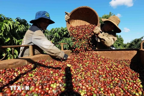 Thu hoạch càphê ở vùng trồng tại thành phố Buôn Ma Thuột (tỉnh Đắk Lắk). (Ảnh: Vũ Sinh/TTXVN)