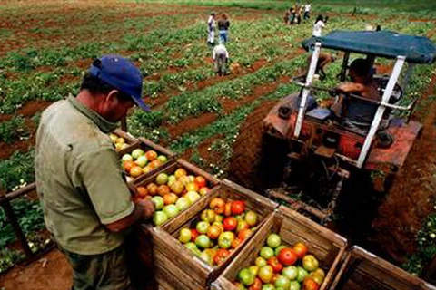 Cuba ban hành quy định mới về buôn bán nông sản