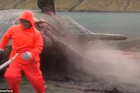 Video cảnh cá voi "nổ tung" khiến nhiều người kinh hãi