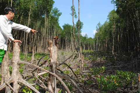 Chủ tịch UBND tỉnh Cà Mau chỉ đạo xử lý vụ phá rừng
