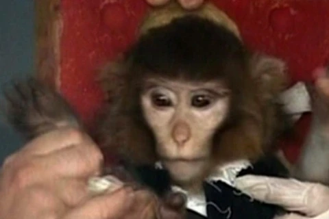 Chú khỉ đầu tiên được Iran đưa lên vũ trụ trong vụ phóng tên lửa hồi tháng Một. (Nguồn: AP)