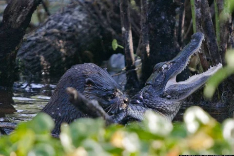 Hải ly gây sốc cho người yêu động vật khi ăn thịt cá sấu
