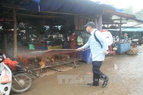 Lực lượng Thú y thành phố Lạng Sơn phun thuốc khử trùng tiêu độc tại điểm bán gia cầm chợ Giếng Vuông. (Ảnh: Thắng Trung/TTXVN)