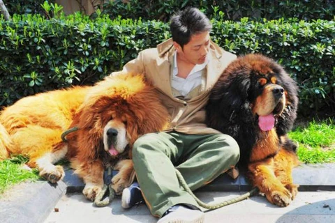 Đại gia Trung Quốc mua chó ngao Tây Tạng giá 40 tỷ đồng