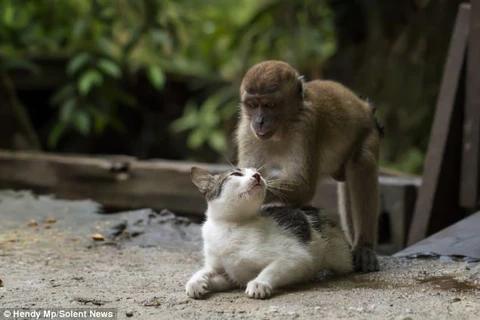 Chú khỉ gây sốt khi chơi đùa và massage với mèo