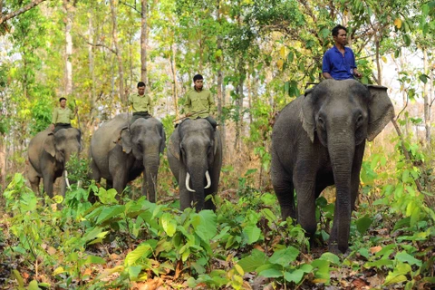 Chùm ảnh đàn voi nhà ở Đắk Lắk có nguy cơ tuyệt chủng