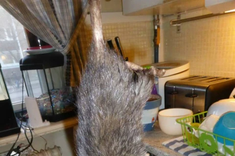 Chuột khổng lồ tấn công nhà dân, định ăn thịt cả mèo