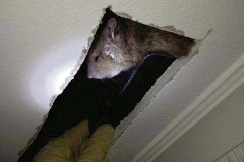 Phát hoảng khi thấy một con chuột "khủng" trên trần nhà