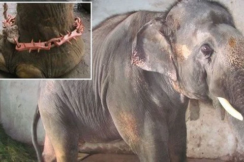 Phẫn nộ cảnh một con voi bị hành hạ suốt 7 năm trời