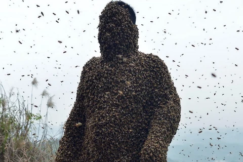 Người đàn ông bị đàn ong nặng gần 50kg bu kín người