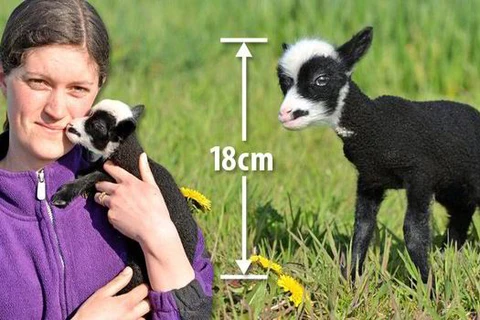 Chú cừu nhỏ nhất thế giới suýt mất mạng trong khi sinh