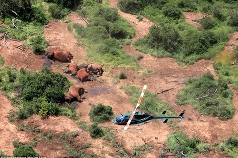 11 con voi bị bọn săn trộm giết hại vô cùng dã man 
