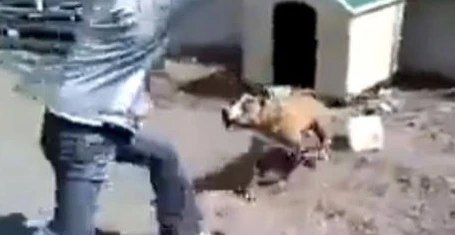 Chú chó pitbull lồng lộn khi bị trêu tức. (Nguồn: YouTube)