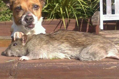 "Vua diệt chuột" sốc nặng vì chuột to gần bằng con chó nhà