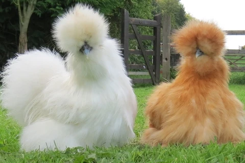 Vẻ đẹp lạ lùng của loài gà Silkie trông như "chó lông xù"