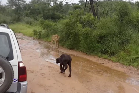 Trâu mẹ quyết chiến với sư tử để giải cứu con trong gang tấc