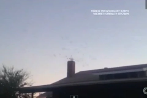 Căn nhà kỳ lạ bị hàng trăm con chim tấn công vào mỗi đêm