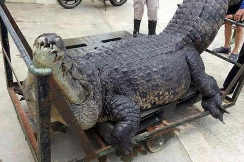 Singapore điều tra cái chết bí ẩn của con cá sấu khổng lồ