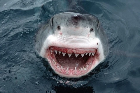 Gần 200 con cá mập quý hiếm bị “truy sát” tại Australia