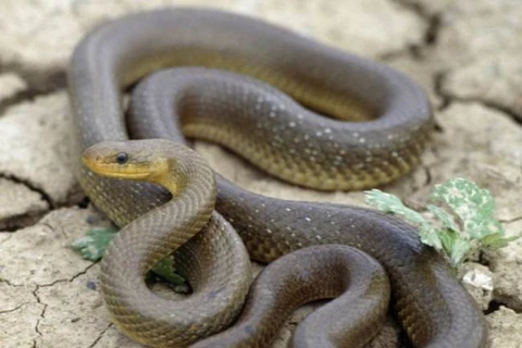 Hàng chục con rắn xuất hiện trên mái nhà và đe dọa trẻ em