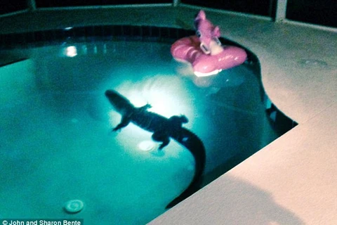 Tá hỏa khi thấy con cá sấu đang rình mồi trong bể bơi gia đình