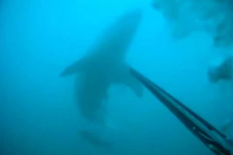 Thợ lặn may mắn sống sót khi đối mặt với cá mập trắng