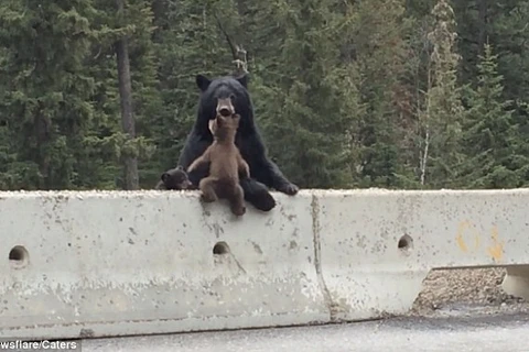 Cận cảnh gấu mẹ cứu con kịch tính trên đường cao tốc