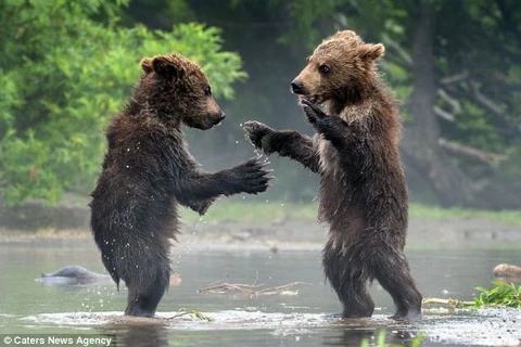Hai chú gấu nâu bắt tay và nhảy múa khi tình cờ gặp nhau