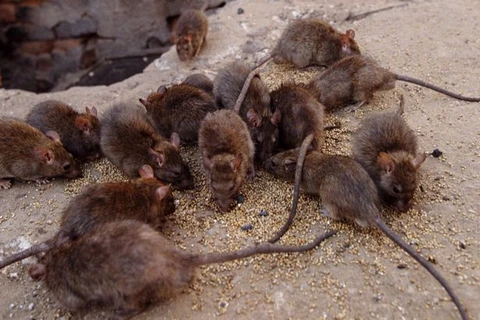 Một phụ nữ nuôi hàng ngàn con chuột rồi thả ra đường
