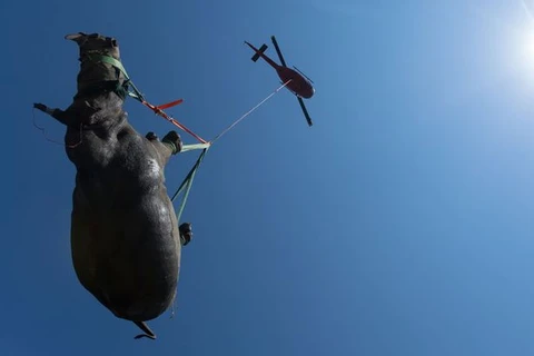 Cảnh vận chuyển tê giác bằng trực thăng gây ấn tượng mạnh