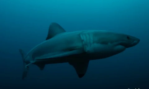 Con cá mập trắng dài gần 3m bị sinh vật bí ẩn ăn thịt dã man