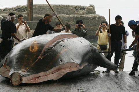 30 con cá voi mũi nhọn bị sát hại dã man tại Nhật Bản