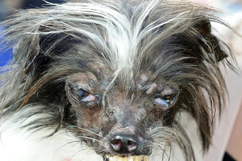 Chú chó xấu nhất thế giới đoạt giải thưởng trị giá 1.500 USD