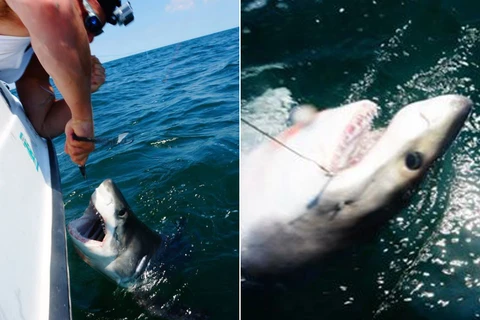 Câu con cá mập trắng khổng lồ chỉ để chụp ảnh "tự sướng"