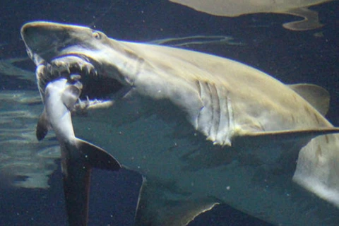 Sinh vật bí ẩn ăn thịt con cá mập trắng khổng lồ đã "lộ diện"?