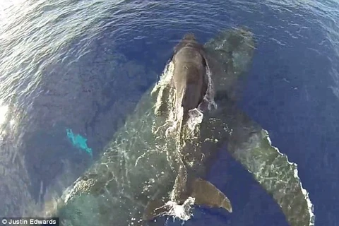 Cảnh tượng kỳ thú cá voi mẹ cõng con "bay" trên mặt nước