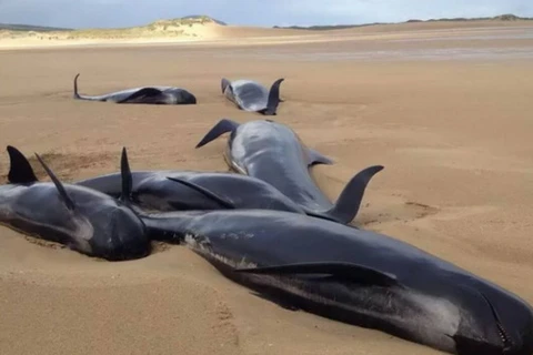 Bốn con cá voi hoa tiêu bị chết oan uổng vì mắc kẹt trên bờ