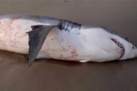 Cá mập trắng khổng lồ chết thảm vì nuốt phải con sư tử biển lớn