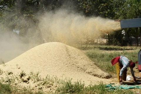 Lệnh trừng phạt Nga ảnh hưởng tới thị trường lúa mỳ thế giới 