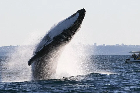 Cận cảnh cú nhảy ngoạn mục của con cá voi lưng gù nặng 40 tấn