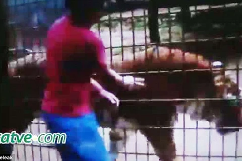 Cậu bé bị hổ cắn nát tay khi trèo qua hàng rào an ninh sở thú