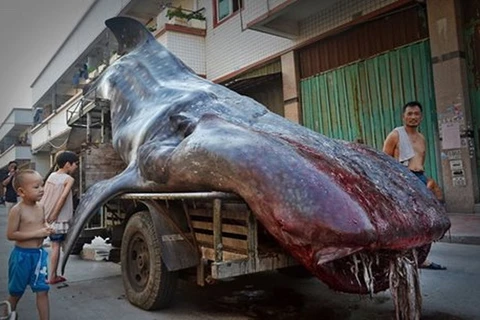 Phát hiện "quái vật biển" hình thù kỳ dị dài gần 5m ở Trung Quốc