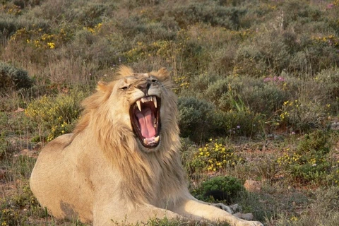 Người phụ nữ hoảng loạn khi bị sư tử cắn đứt ngón tay ở vườn thú